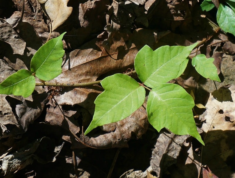 Poison ivy leaves