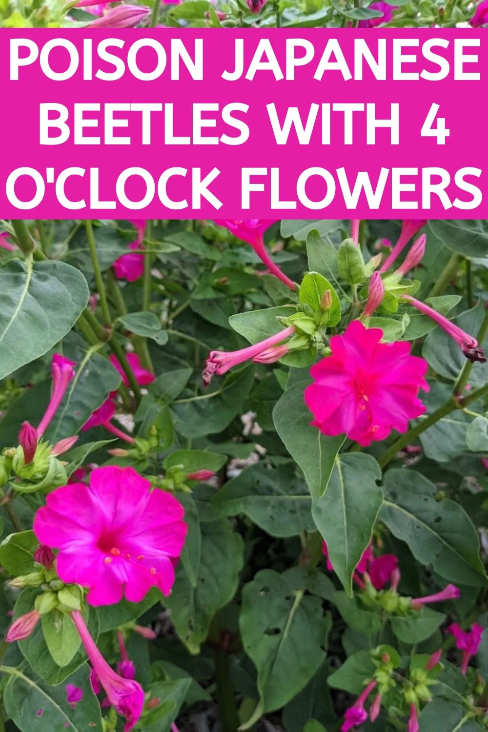 poison Japanese beetles with 4 o'clock flowers