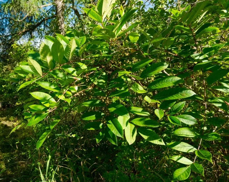 Poison sumac plants