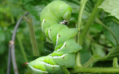 Tomato hornworm