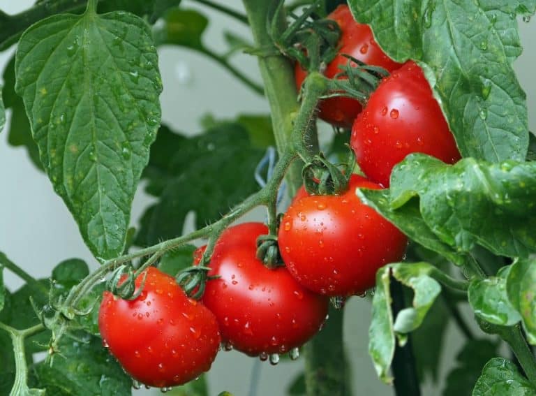 Ripe tomatoes on the vine