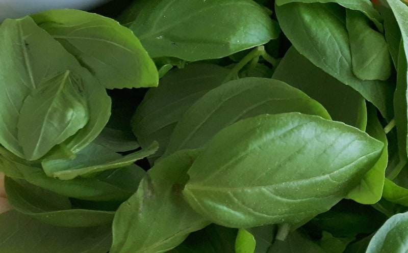 Basil leaves