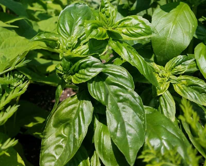 Basil growing in my garden