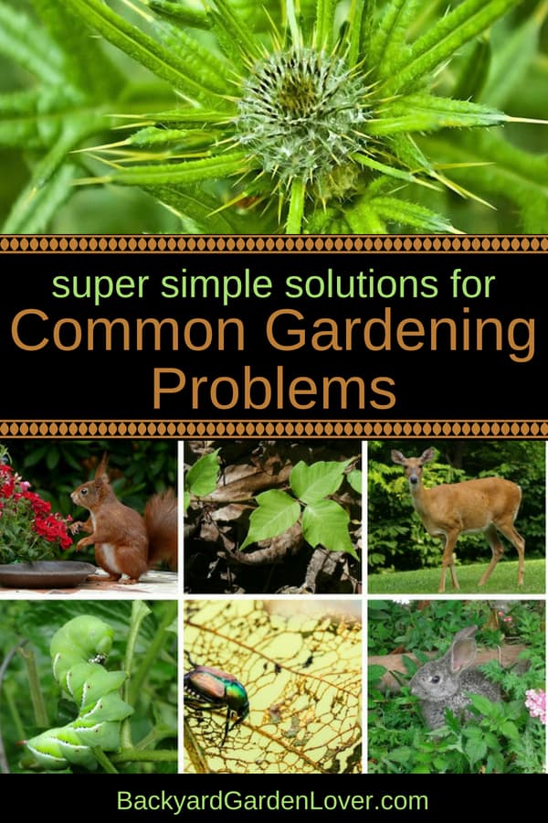 Common gardening problems collage: weeds, deer, rabbits, squirrels, Japanese beetles, hornworms, poison ivy, oak, and sumac, etc 