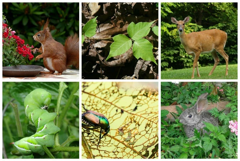 Collage of gardening problems: poison ivy, deer, squirrels, Japanese beetles, etc.