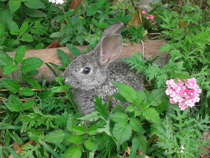 Rabbit in the garden