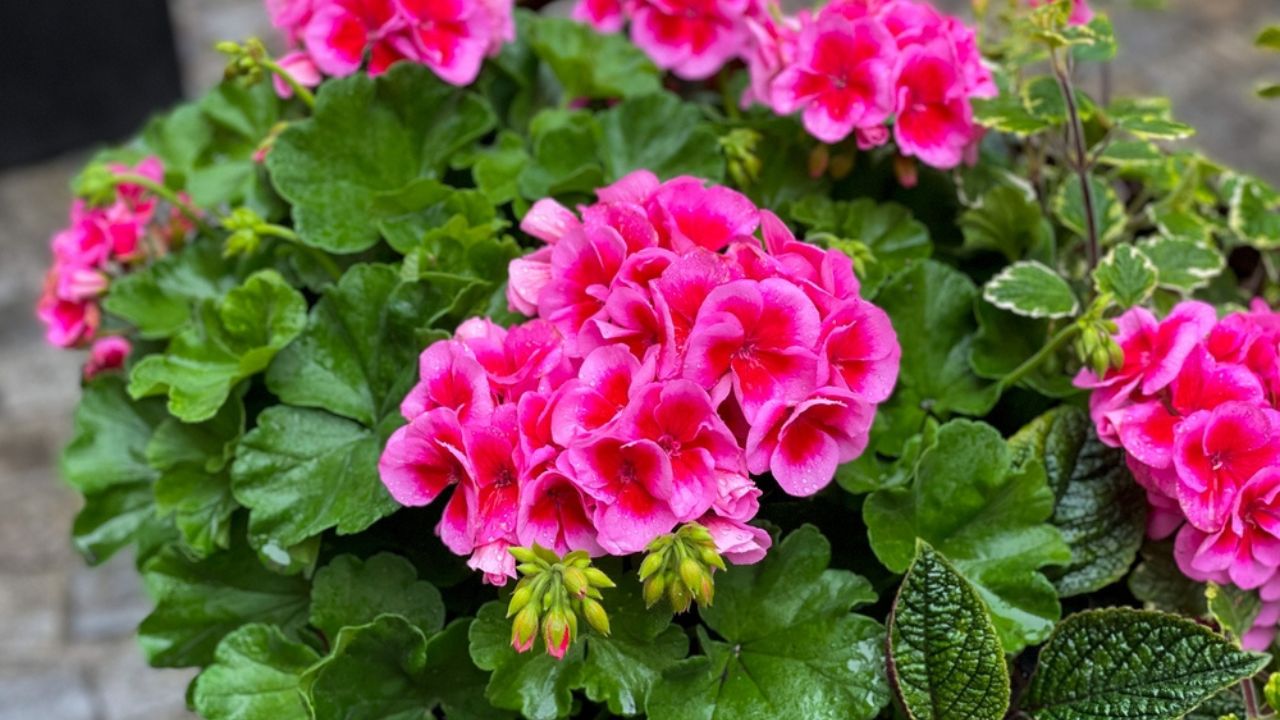 Blooming vibrant pink red geranium pelargonium flowers close up, floral wallpaper background with pink and red geranium flowers