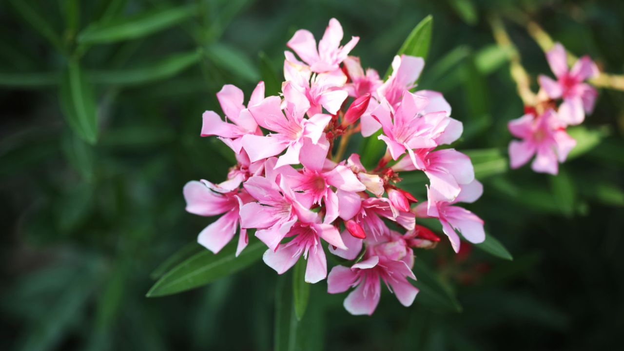 Close up of Pink flower Nerium Oleander, poisonous shrub tree