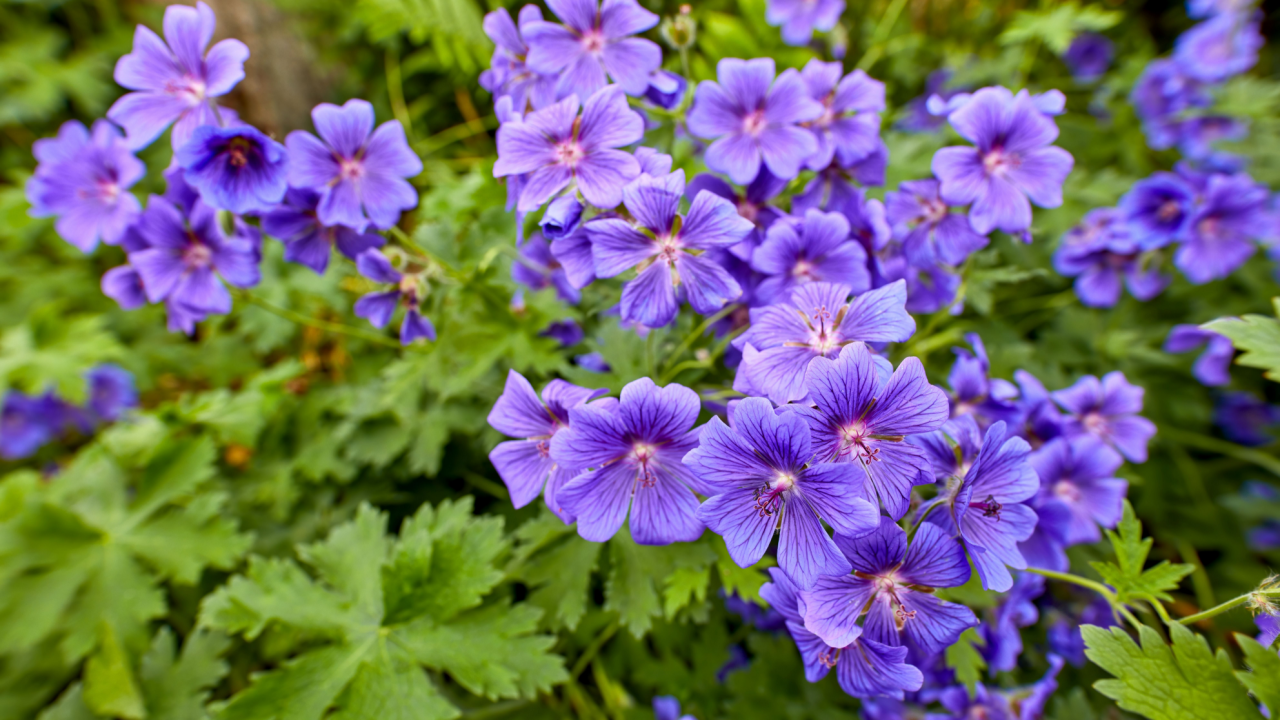 wild geranium