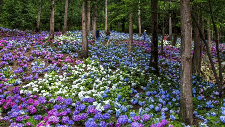 9 Gorgeous Plants That Grow Well Under Pine Trees