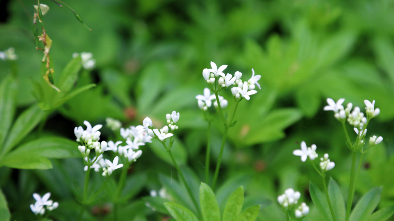 sweet woodruff