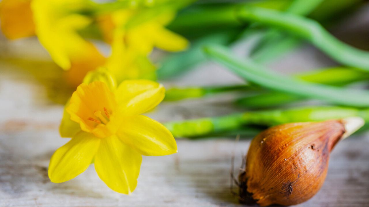 Spring daffodils and flower bulbs.