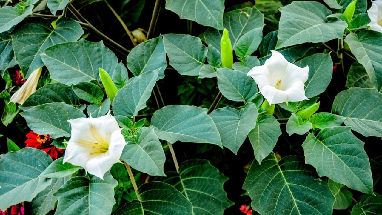 White trumpet shaped flower of hallucinogen plant Devil's Trumpet, also called Jimsonweed, latin name Datura Stramonium. Spiky seed capsule in background