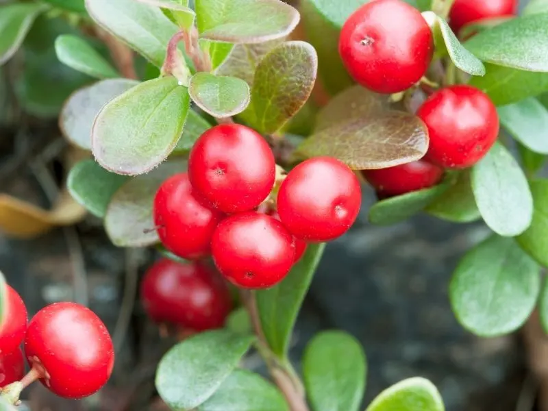 Bearberry plant with fruits