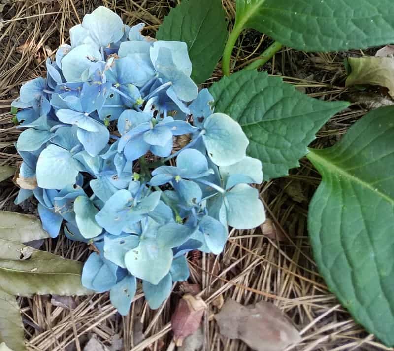 Blue hydrangea under pine tree