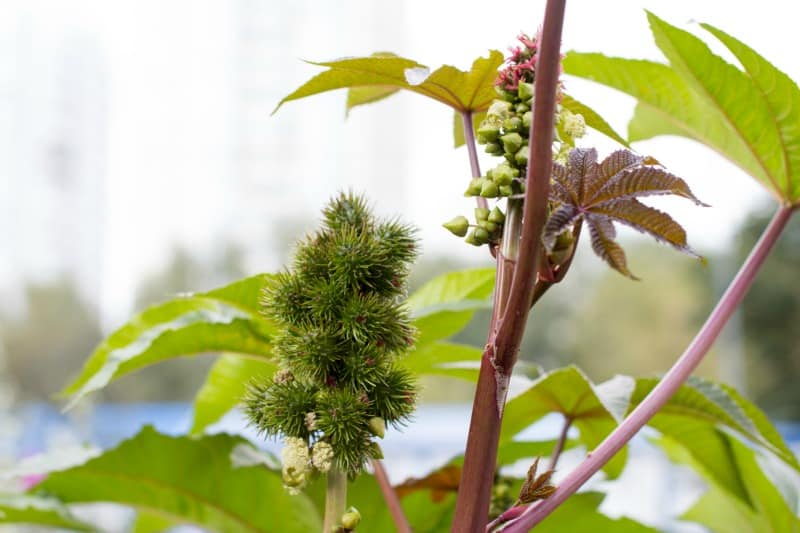 Castor beans fruit