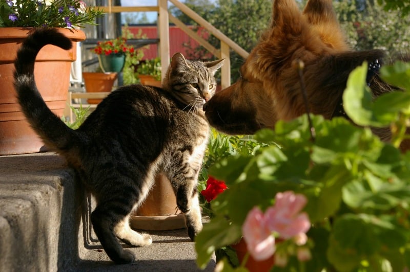 Cat and dog in the flower garden