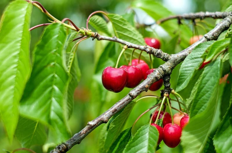 Cherry fruit hanging on a cherry tree branch