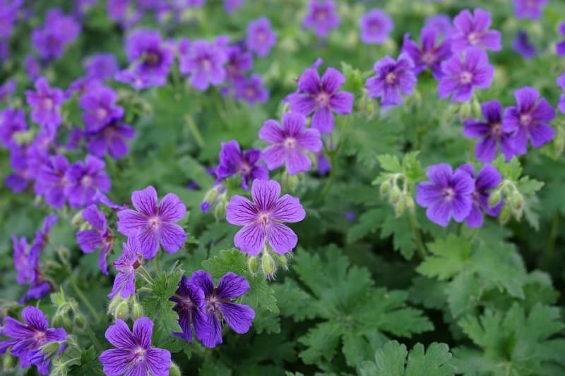 Pretty purple wild geraniums growing under a pine tree