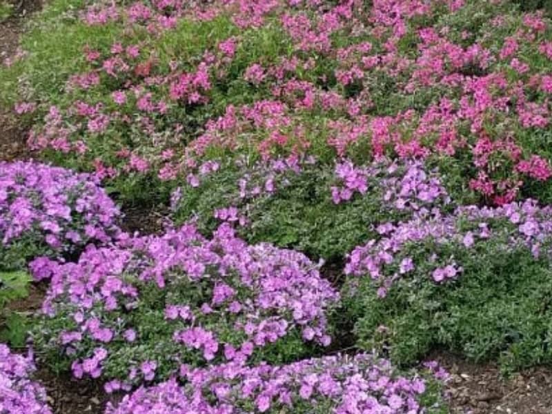 2 shades of creeping phlox