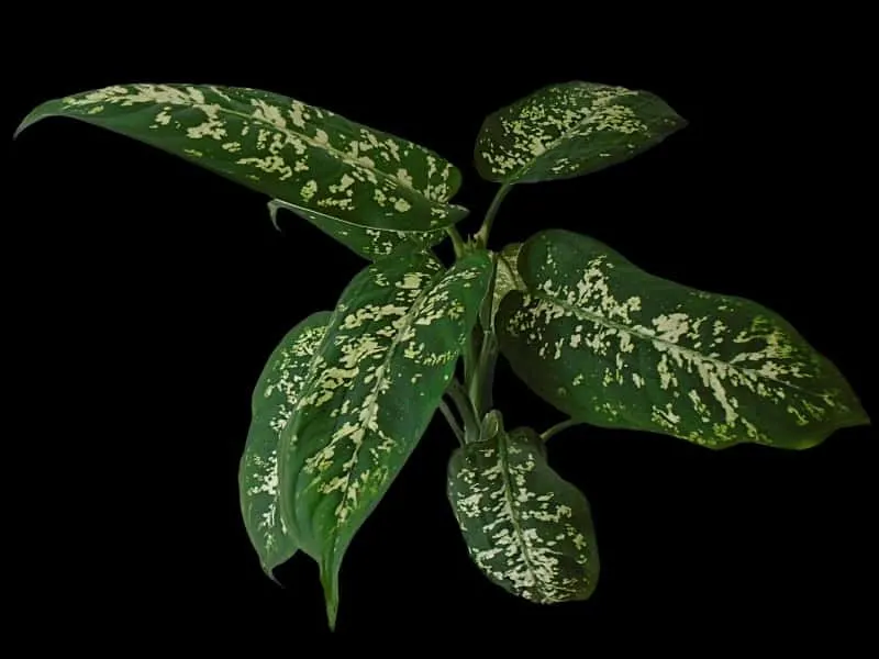 Dieffenbachia plant - big green leaves with light green speckles