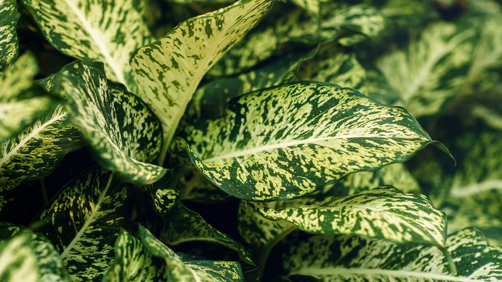 dumb cane plant foliage.