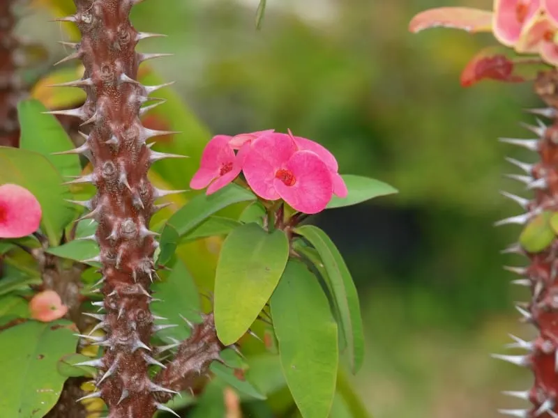 Pink Flowering Euphorbia