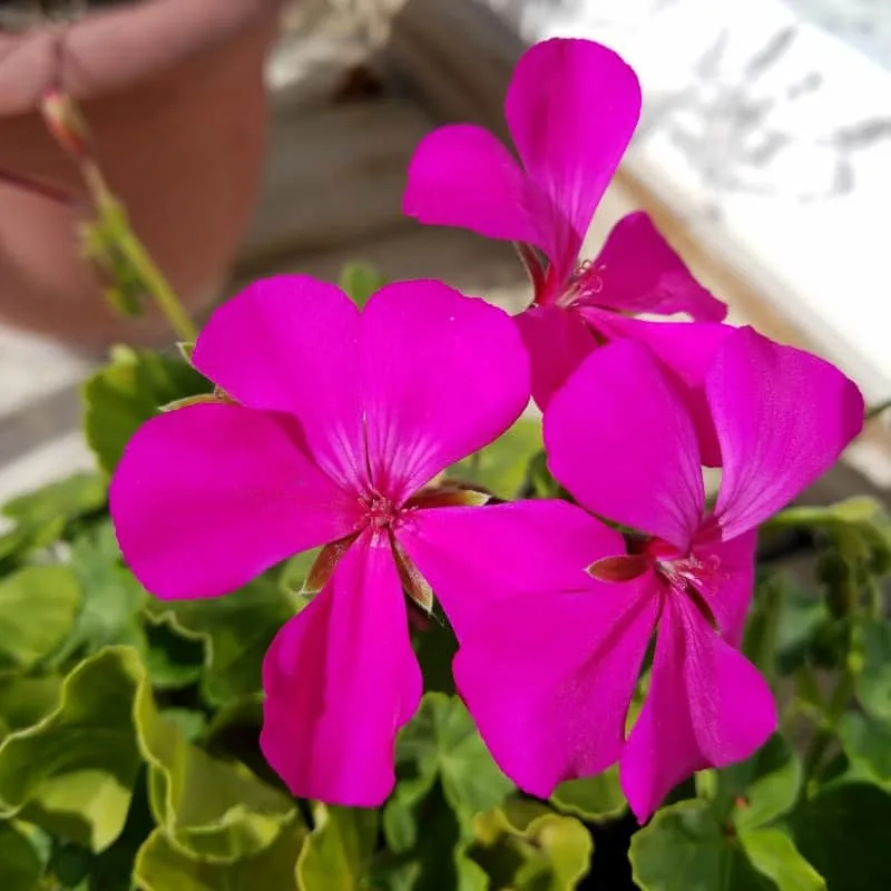 Hot pink caliente geranium flowers