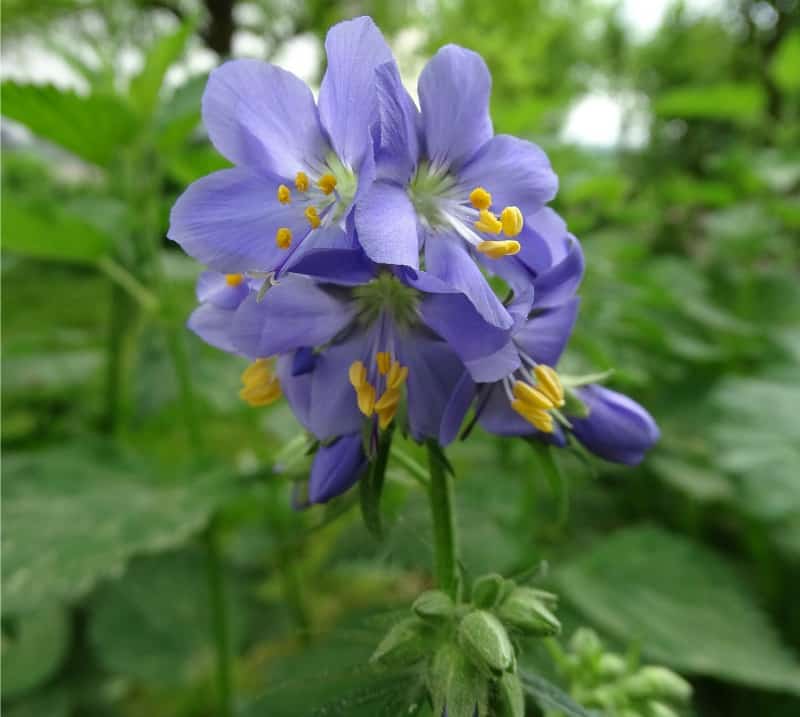 Jacob's ladder flowers