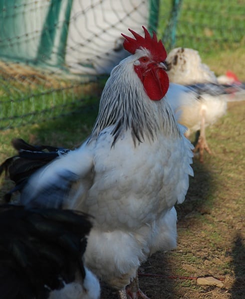 Kevin the cockerel, our rooster that gives us lots of chicken manure