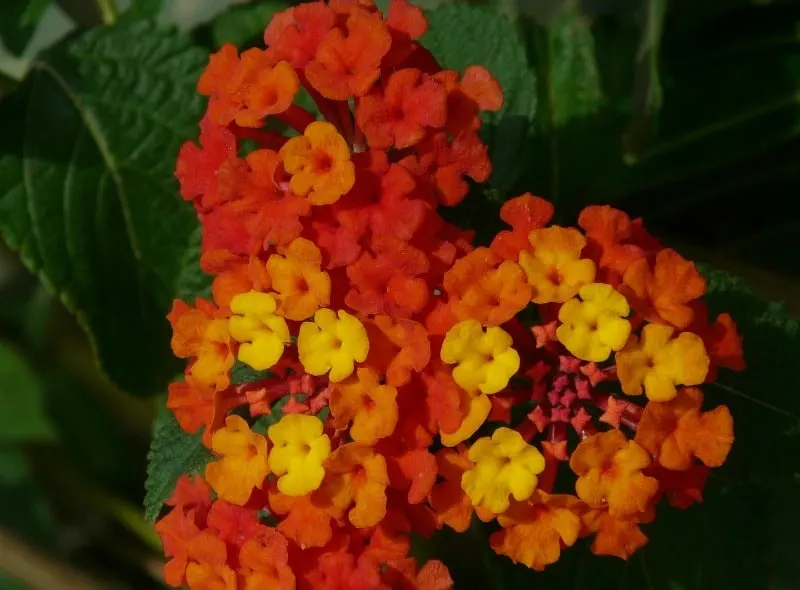 Yellow and orange lantana clusters