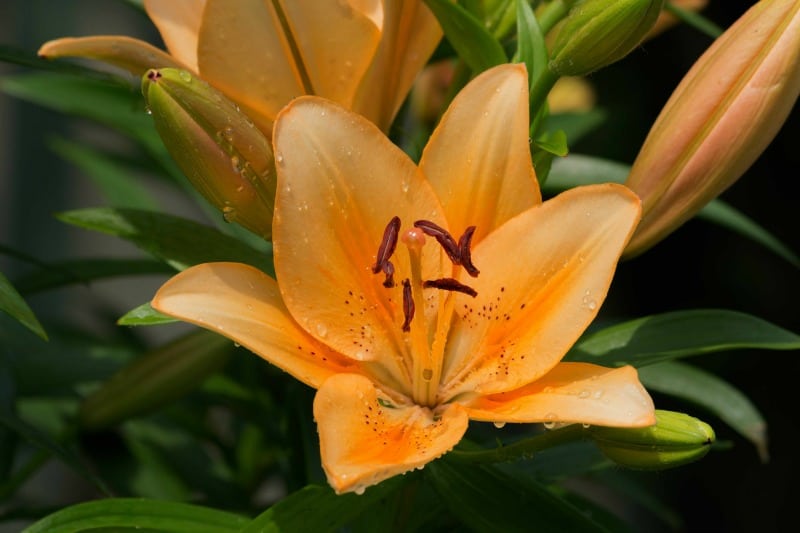 Orange lily flowers