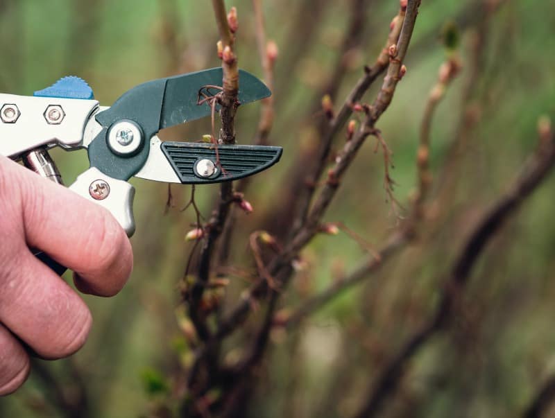 Guide To Cutting Back Perennials To Keep Your Plants Healthy
