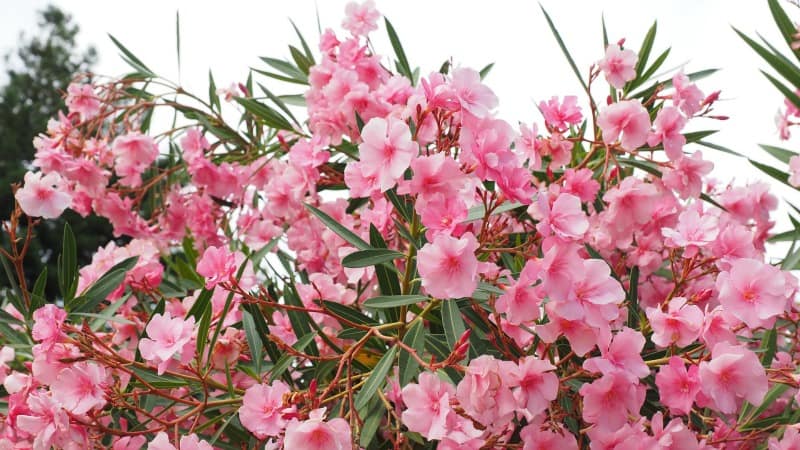 Oleander bush in bloom with pretty pink flowers