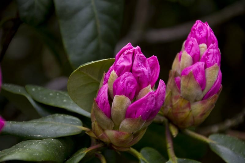 Pink rhododendron buds