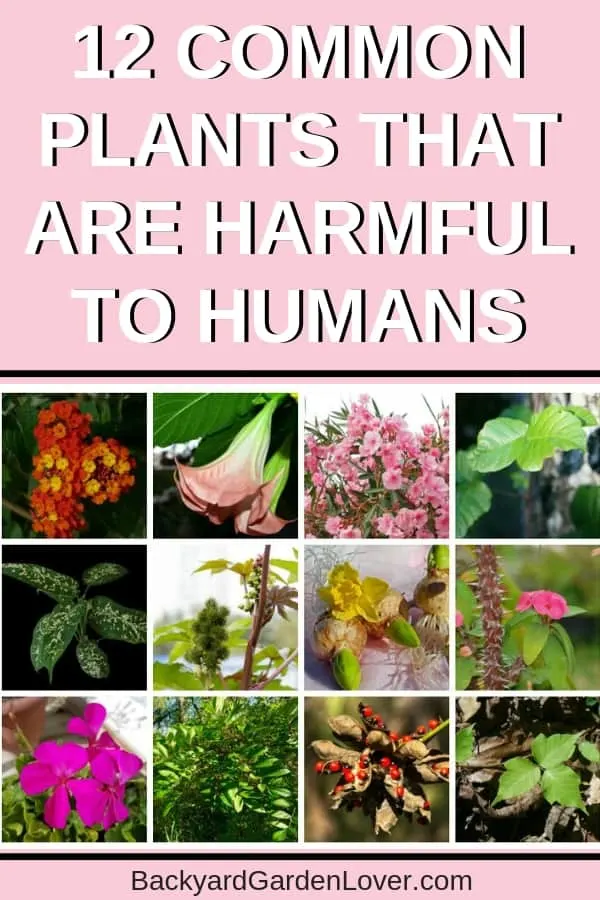 Plants that are toxic to humans: a collage