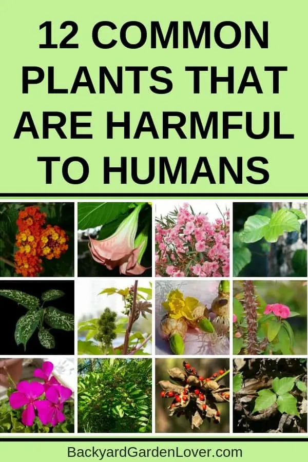 Plants that are harmful to humans - collage