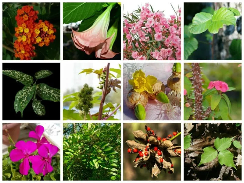Plants that are harmful to humans
