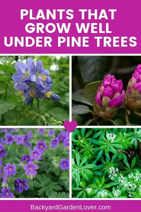 Collage of flowers that grow well under pine trees: pink rhododendron, purple wild geraniums, lavender Jacobs ladder, and white sweet woodruff