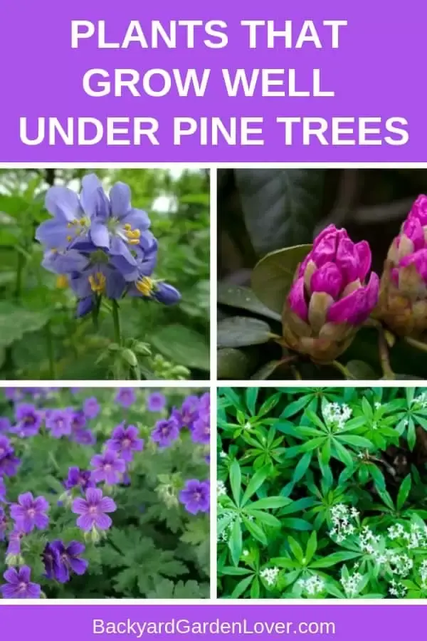 Collage of flowers that grow well under pine trees: rhododendron, wild geraniums, Jacobs ladder, and sweet woodruf