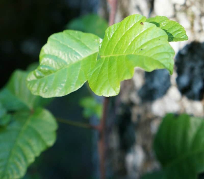 Poison oak plant