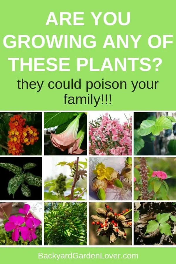 Collage of plants that are toxic to humans