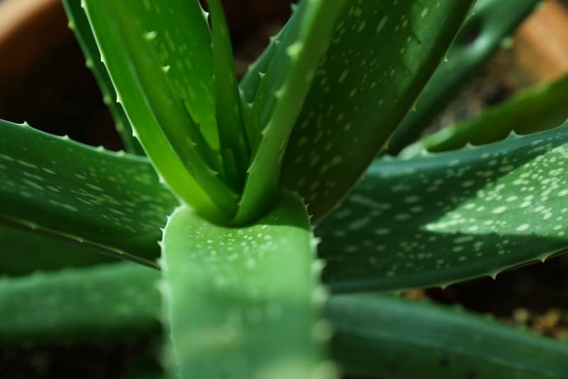 Poted aloe vera plant