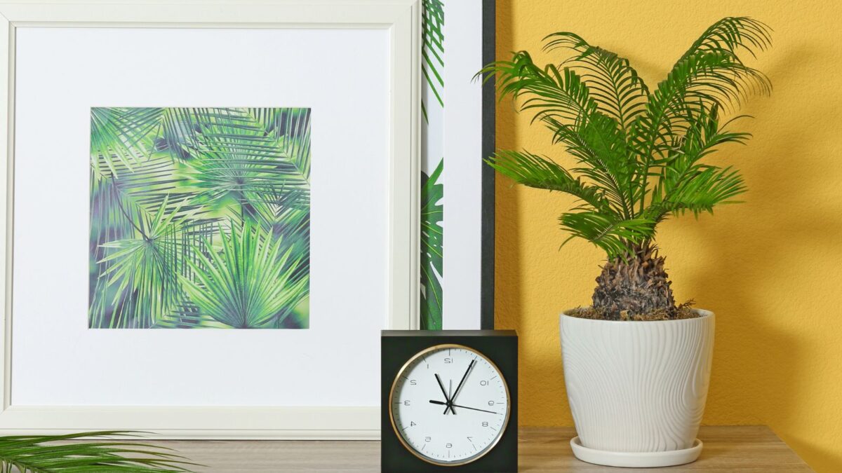 Potted sago palm, next to a clock and so digital art.