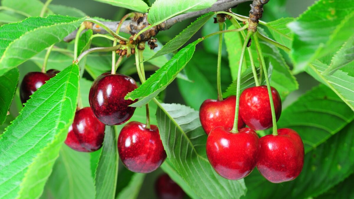 Red cherries on a tree, ready to be picked.