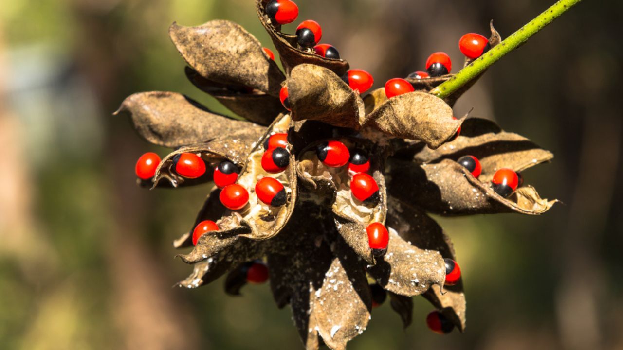 rosary pea or precatory bean most poisonous plant in the World