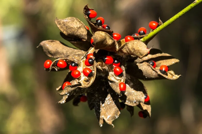 Rosary pea or precatory bean, one of the most poisonous plants in the world