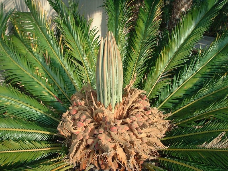 Sago palm tree