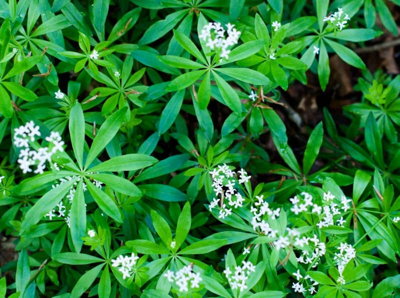 Closeup of woodruff white flowers in spring (Waldmeister - Gallium odoratum)