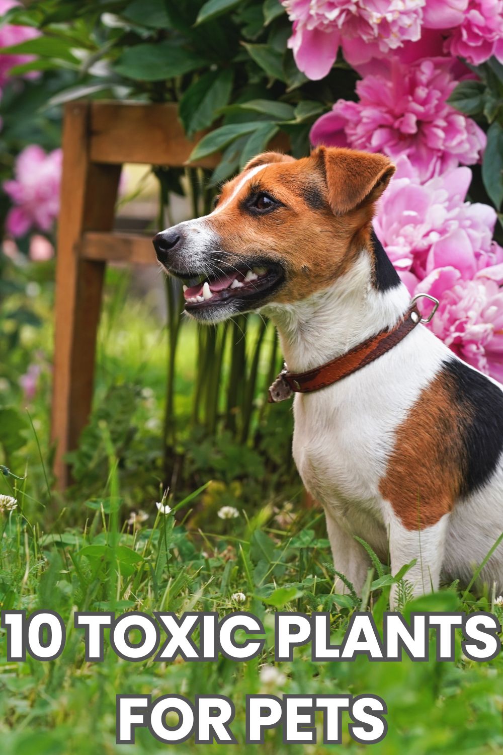 10 Toxic Plants For Pets